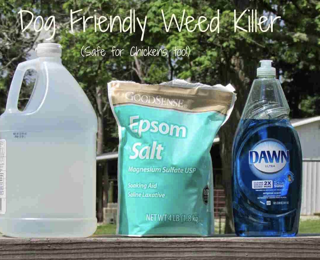 Natural Weed Killer Pet Safe Yes! there's an OIL for that...